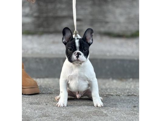 Francuski buldog